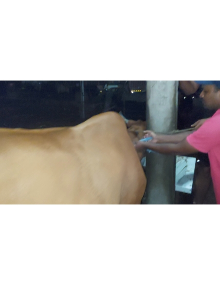 Lumpy skin disease suffering Gaumata/Cow