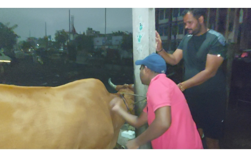 Lumpy skin disease suffering Gaumata/Cow Lumpy skin disease suffering Gaumata/Cow