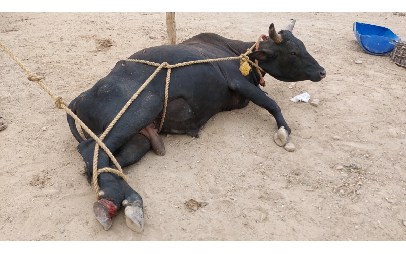 nandi-baba-foot-injured