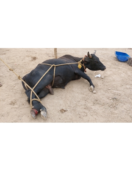 Nandi baba foot injured