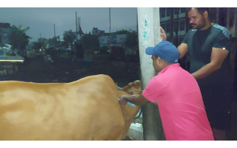 Lumpy skin disease suffering Gaumata/Cow Lumpy skin disease suffering Gaumata/Cow