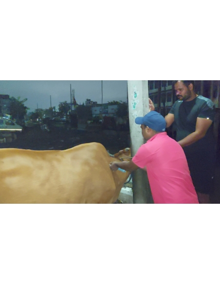 Lumpy skin disease suffering Gaumata/Cow