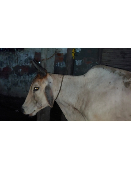 Lumpy skin disease suffering Gaumata/Cow