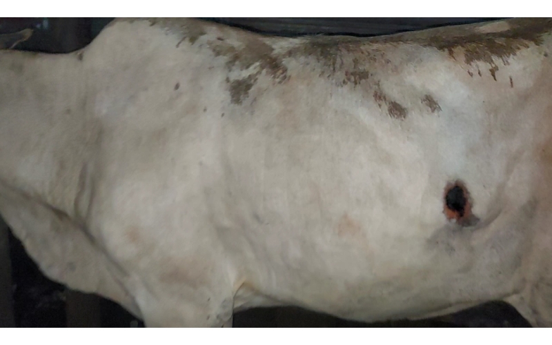 Lumpy skin disease suffering Gaumata/Cow Lumpy skin disease suffering Gaumata/Cow