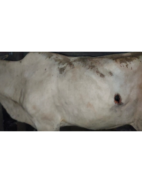 Lumpy skin disease suffering Gaumata/Cow
