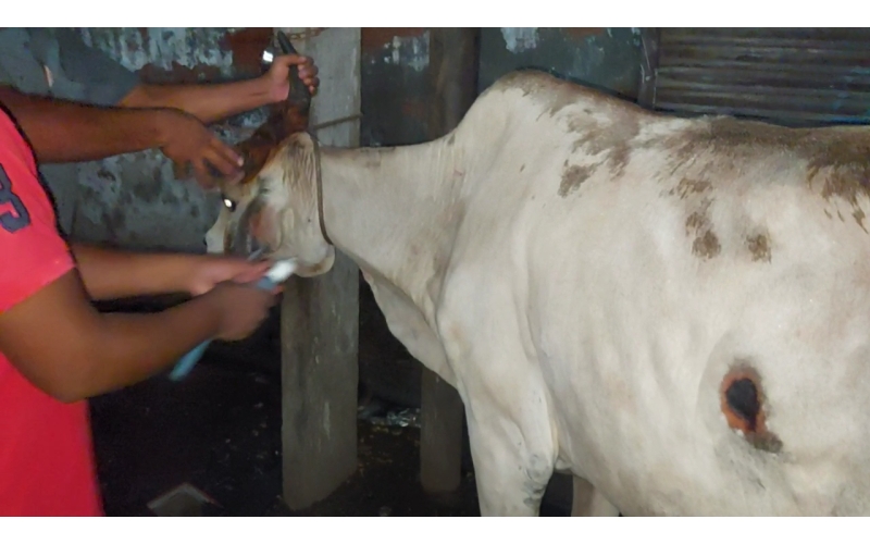 Lumpy skin disease suffering Gaumata/Cow Lumpy skin disease suffering Gaumata/Cow