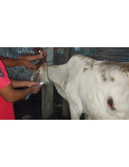 Lumpy skin disease suffering Gaumata/Cow