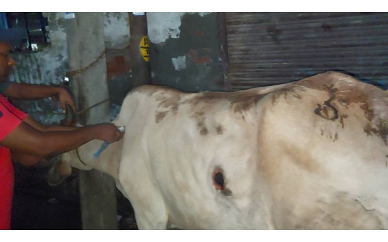 Lumpy skin disease suffering Gaumata/Cow Lumpy skin disease suffering Gaumata/Cow
