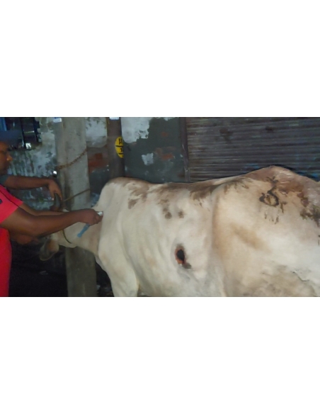 Lumpy skin disease suffering Gaumata/Cow