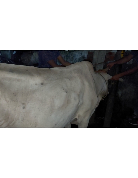 Lumpy skin disease suffering Gaumata/Cow