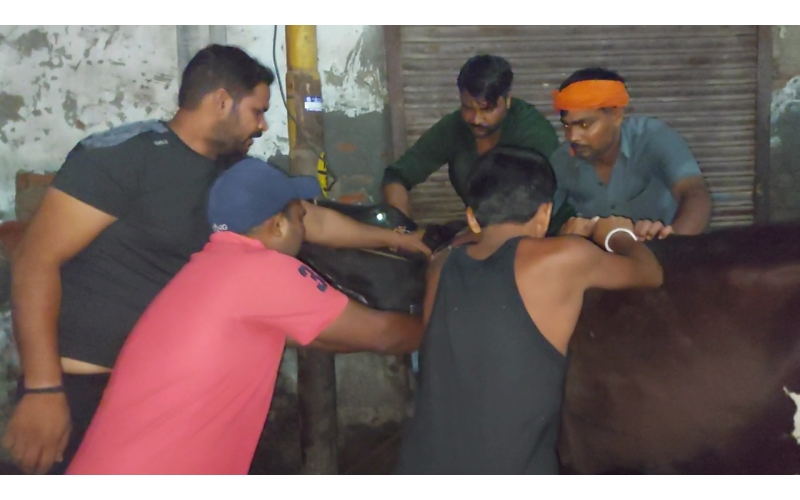 Lumpy skin disease suffering Gaumata/Cow Lumpy skin disease suffering Gaumata/Cow