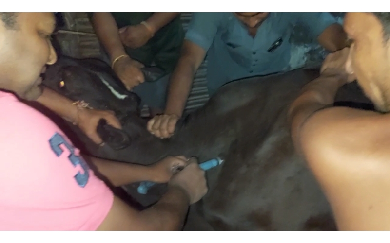 Lumpy skin disease suffering Gaumata/Cow Lumpy skin disease suffering Gaumata/Cow