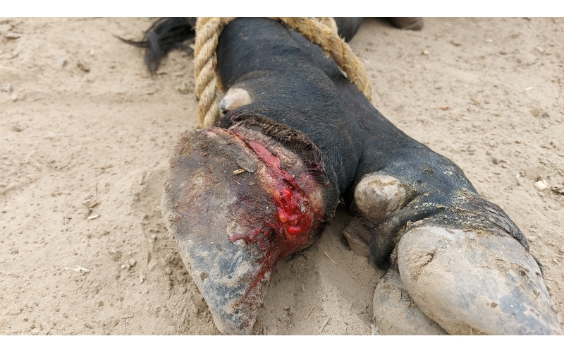 Nandi baba foot injured