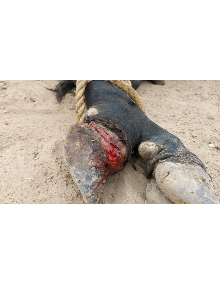 Nandi baba foot injured