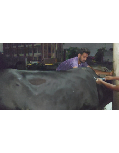 Lumpy skin disease suffering Gaumata/Cow