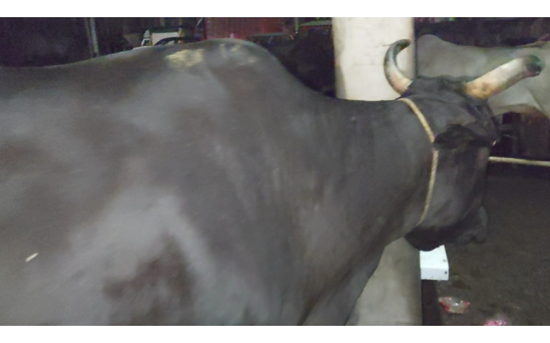 Lumpy skin disease suffering Gaumata/Cow Lumpy skin disease suffering Gaumata/Cow