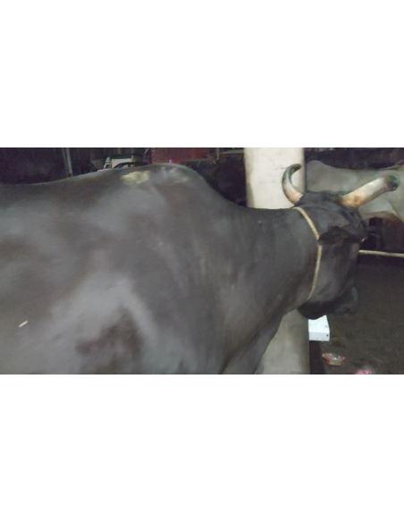Lumpy skin disease suffering Gaumata/Cow