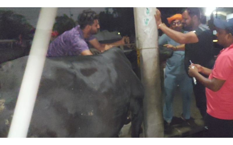 Lumpy skin disease suffering Gaumata/Cow Lumpy skin disease suffering Gaumata/Cow
