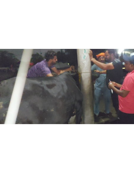 Lumpy skin disease suffering Gaumata/Cow
