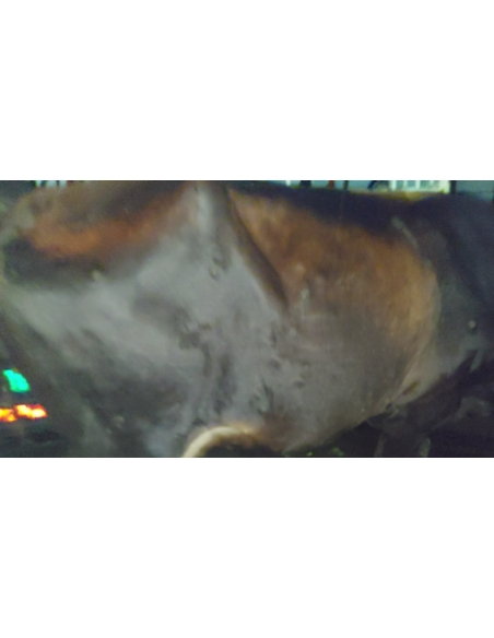Lumpy skin disease suffering Gaumata/Cow