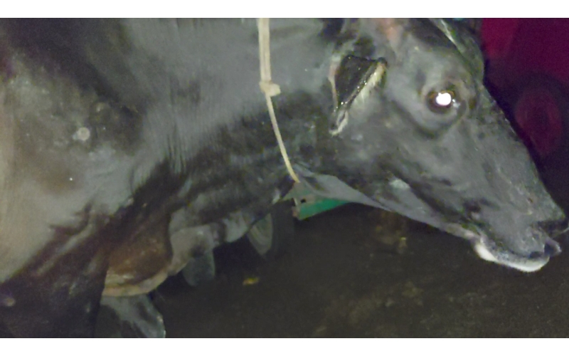 Lumpy skin disease suffering Gaumata/Cow Lumpy skin disease suffering Gaumata/Cow