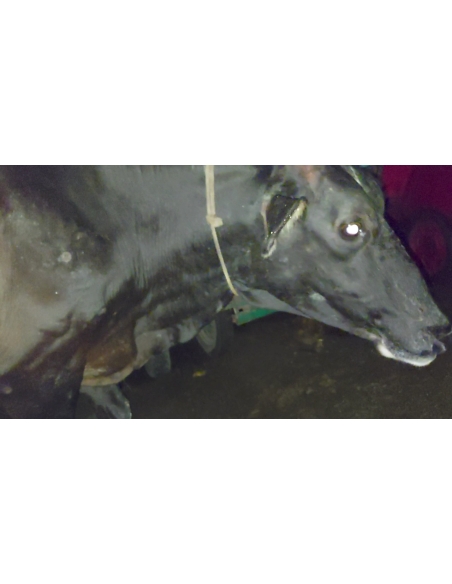 Lumpy skin disease suffering Gaumata/Cow