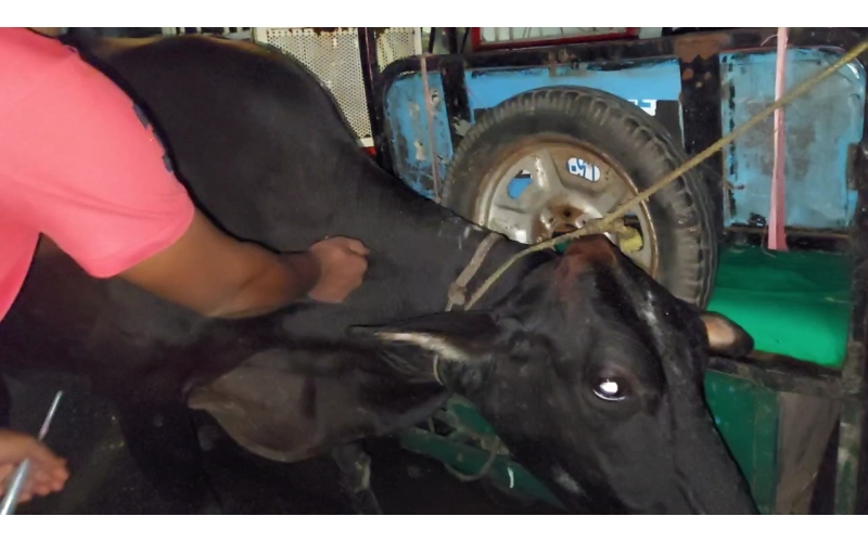 Lumpy skin disease suffering Gaumata/Cow Lumpy skin disease suffering Gaumata/Cow
