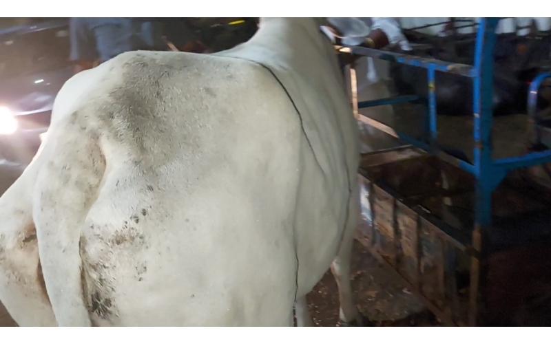 Lumpy skin disease suffering Gaumata/Cow