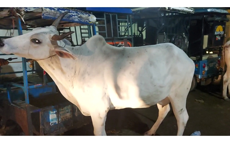 Lumpy skin disease suffering Gaumata/Cow