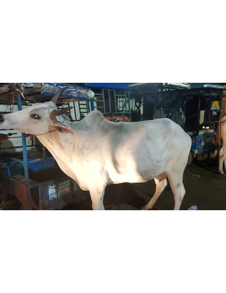 Lumpy skin disease suffering Gaumata/Cow