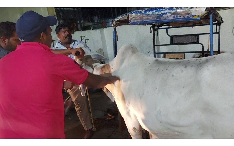 Lumpy skin disease suffering Gaumata/Cow