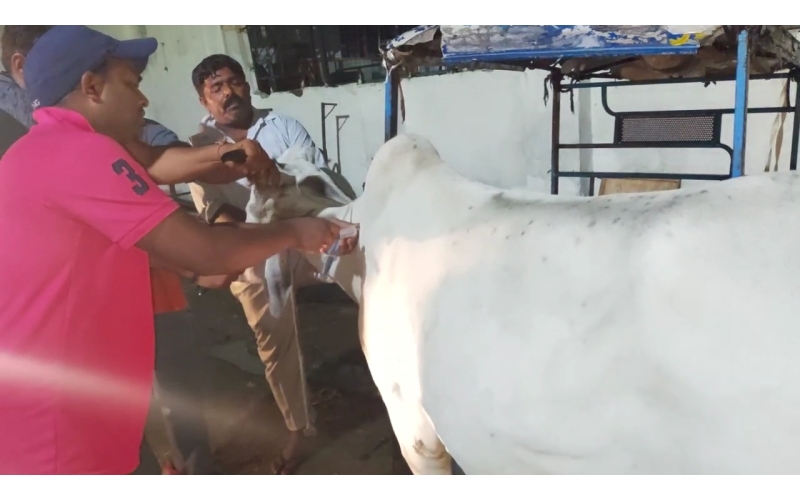 Lumpy skin disease suffering Gaumata/Cow