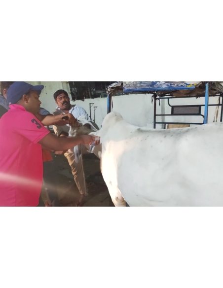 Lumpy skin disease suffering Gaumata/Cow