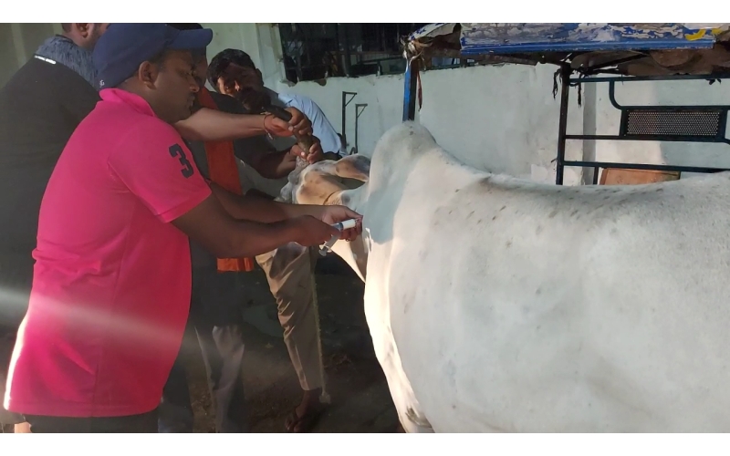 Lumpy skin disease suffering Gaumata/Cow