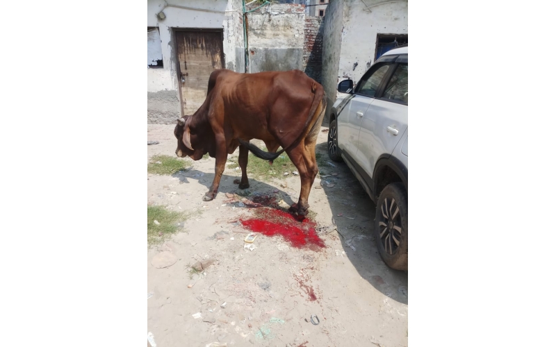 Nandi baba- Foot injured bleeding,  truck ran over foot.