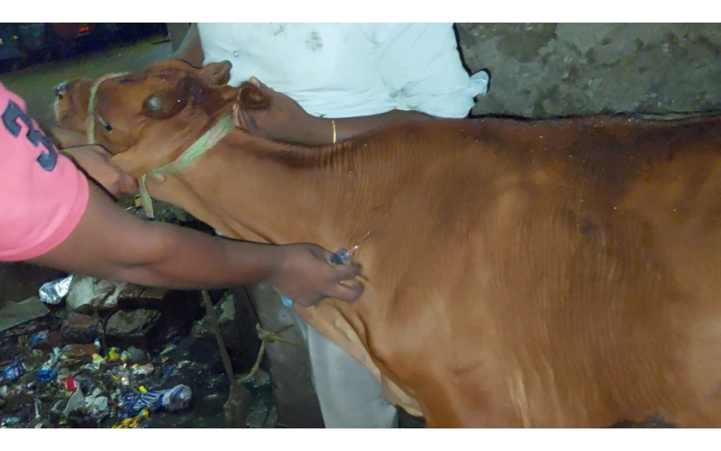 Lumpy skin disease suffering Gaumata/Cow