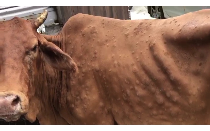 Gaumata Recovers from Lumpy Skin...