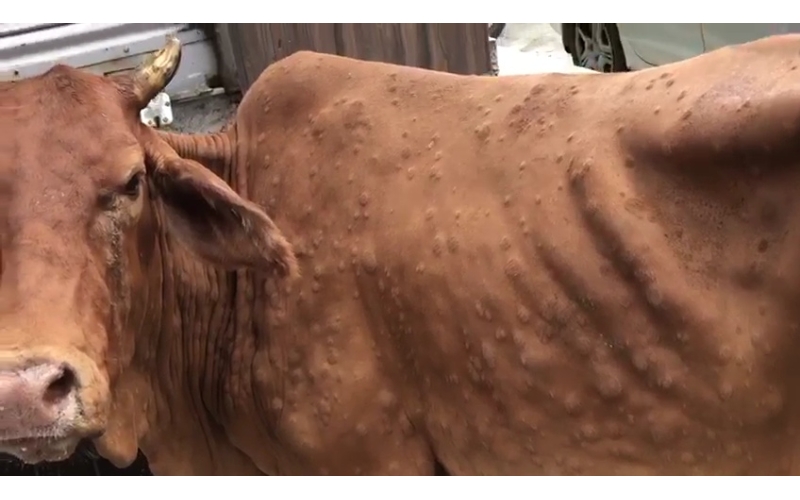 Lumpy skin disease suffering Gaumata/Cow