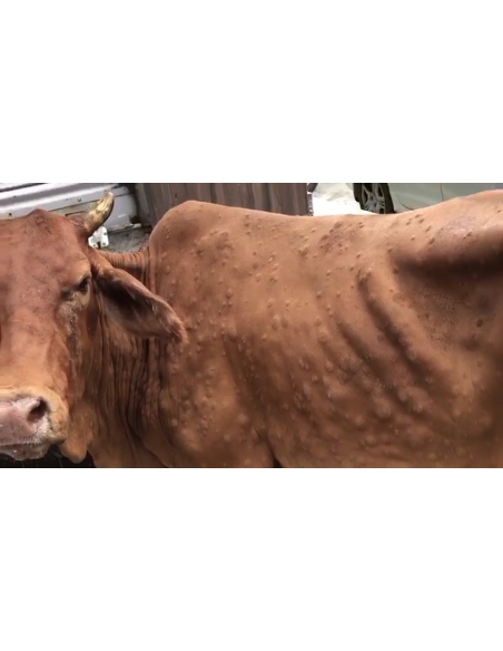 Lumpy skin disease suffering Gaumata/Cow