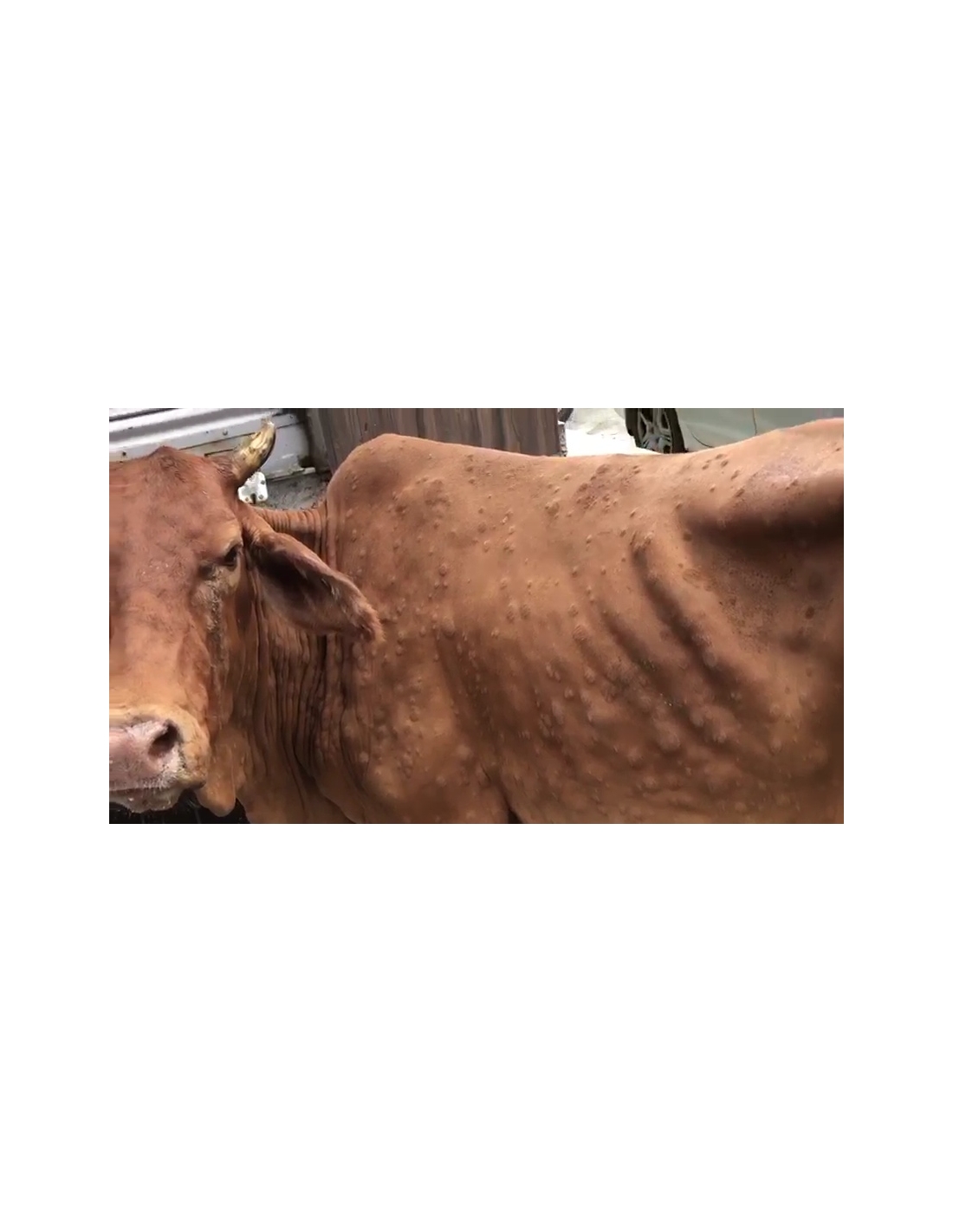                 Gaumata Recovers from Lumpy Skin Virus, Sector 11 Noida
             