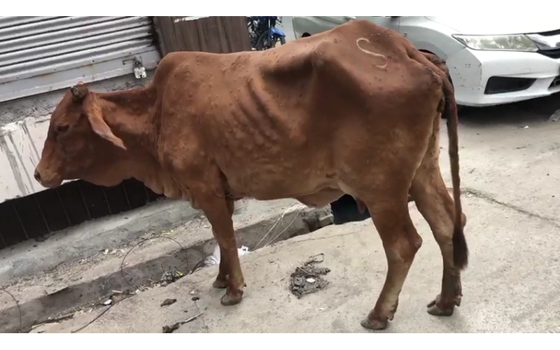 Lumpy skin disease suffering Gaumata/Cow Lumpy skin disease suffering Gaumata/Cow