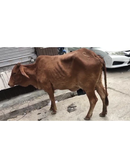 Lumpy skin disease suffering Gaumata/Cow