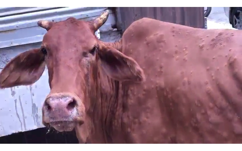Lumpy skin disease suffering Gaumata/Cow Lumpy skin disease suffering Gaumata/Cow