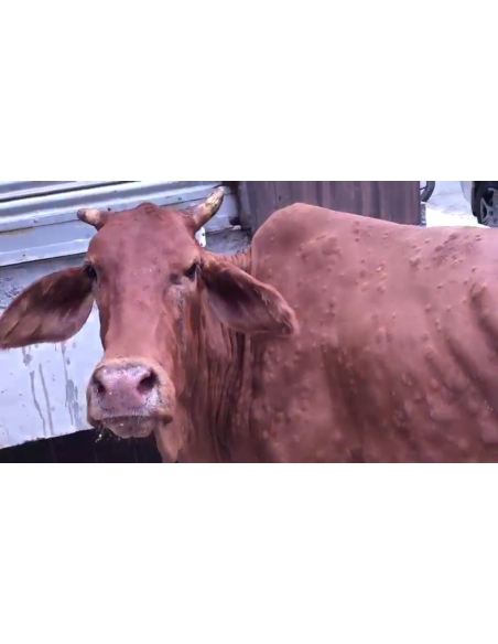 Lumpy skin disease suffering Gaumata/Cow
