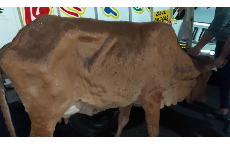 Lumpy skin disease suffering Gaumata/Cow Lumpy skin disease suffering Gaumata/Cow