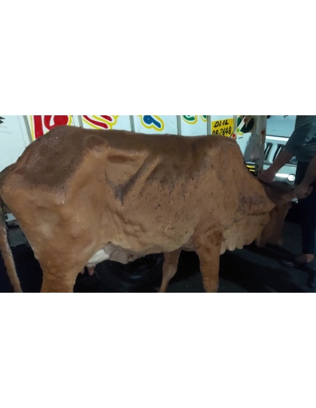 Lumpy skin disease suffering Gaumata/Cow