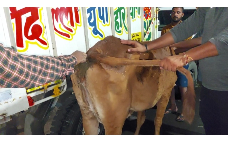 Lumpy skin disease suffering Gaumata/Cow Lumpy skin disease suffering Gaumata/Cow
