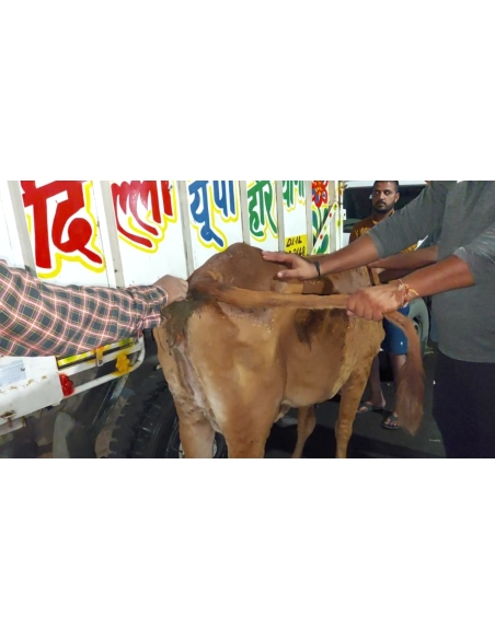 Lumpy skin disease suffering Gaumata/Cow