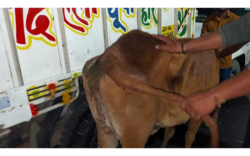 Lumpy skin disease suffering Gaumata/Cow Lumpy skin disease suffering Gaumata/Cow