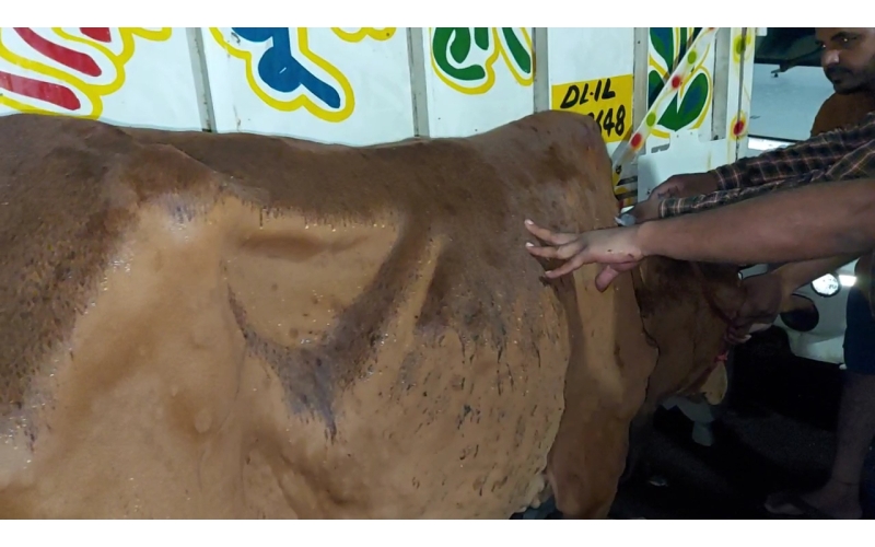 Lumpy skin disease suffering Gaumata/Cow Lumpy skin disease suffering Gaumata/Cow